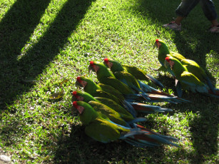 Картинка животные попугаи
