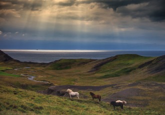 Картинка животные лошади кони море холмы небо лучи