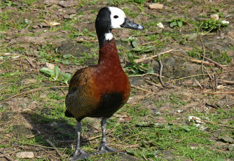 Картинка животные утки