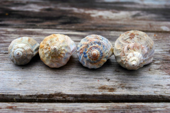 Картинка разное ракушки кораллы декоративные spa камни