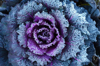 Картинка цветы декоративная капуста листья изморозь