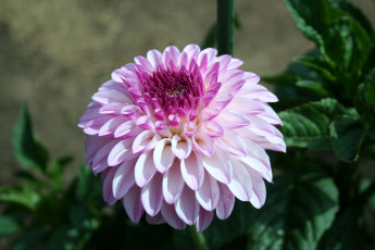 Картинка цветы георгины круглый розовый