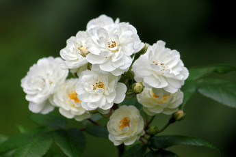 Картинка цветы розы лепестки белый