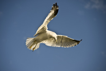 Картинка животные Чайки бакланы крачки чайка