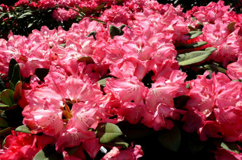 Картинка цветы рододендроны азалии лепестки