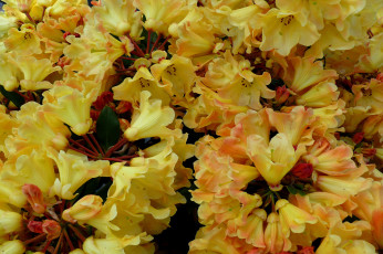 Картинка цветы рододендроны азалии лепестки