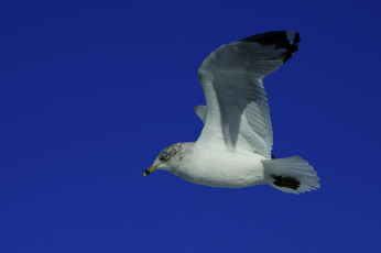 обоя животные, Чайки, бакланы, крачки, чайка