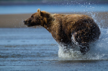 Картинка животные медведи вода брызги топтыгин