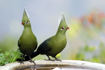 Картинка животные турако зеленый хохолок