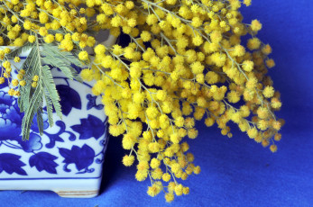 Картинка цветы мимоза шарики ветки желтый