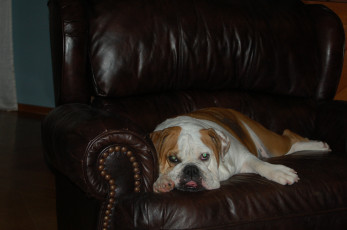 Картинка животные собаки собака