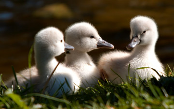 Картинка goslings животные лебеди утенка три