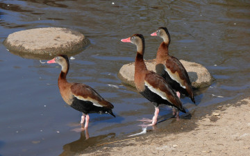 Картинка животные утки