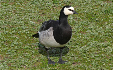 Картинка животные утки