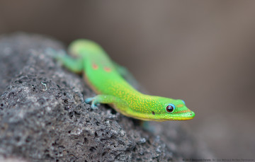 Картинка животные Ящерицы игуаны вараны геккон