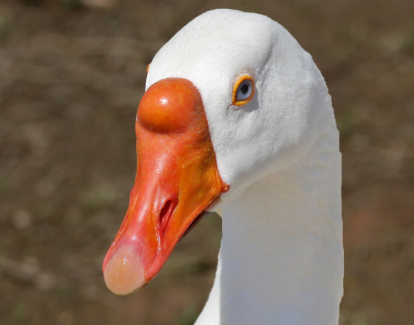 Обои картинки фото животные, гуси, гусь