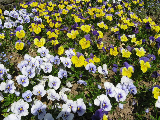 Обои картинки фото цветы, анютины, глазки, садовые, фиалки, цветки