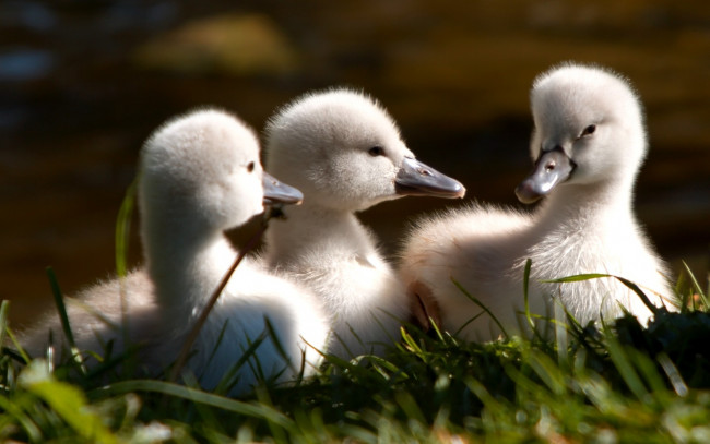 Обои картинки фото goslings, животные, лебеди, утенка, три
