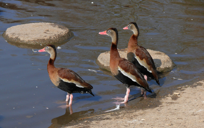 Обои картинки фото животные, утки