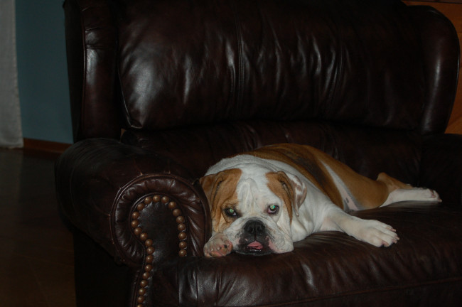 Обои картинки фото животные, собаки, собака