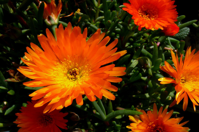 Обои картинки фото цветы, аизовые, лепестки