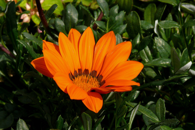 Обои картинки фото цветы, газания, лепестки