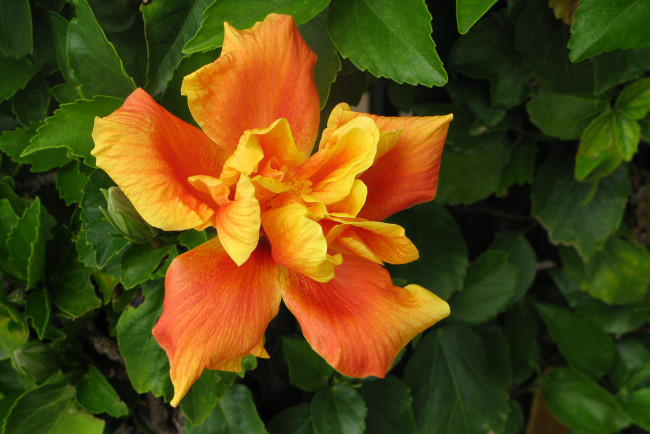 Обои картинки фото цветы, гибискусы, бутон