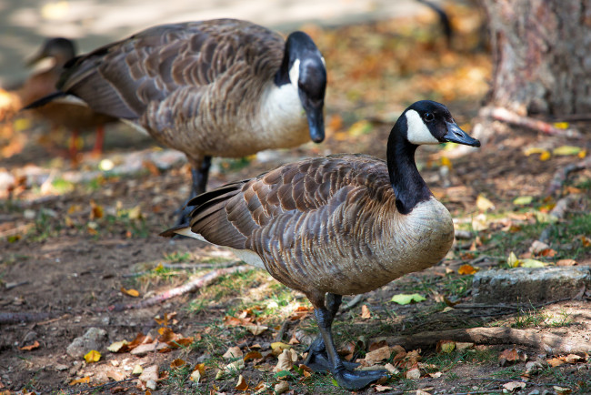 Обои картинки фото животные, гуси, птицы