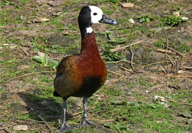 Обои картинки фото животные, утки