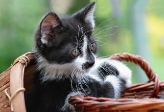 Картинка животные коты котейка