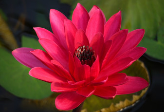 Картинка цветы лилии водяные нимфеи кувшинки нимфея