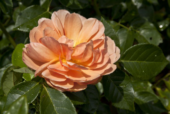 Картинка цветы розы