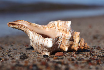 Картинка разное ракушки кораллы декоративные spa камни ракушка