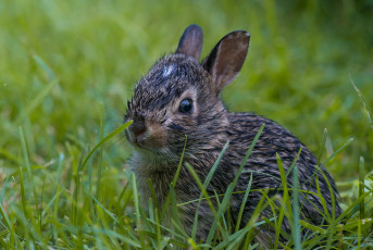 Картинка животные кролики зайцы мокрый