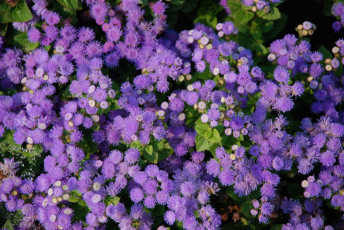 обоя цветы, агератум, пушистики