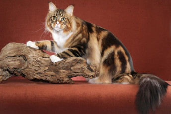 Картинка животные коты кот