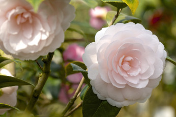 Картинка цветы камелии нежность