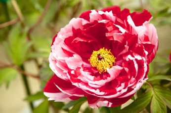 Картинка цветы пионы пестрый