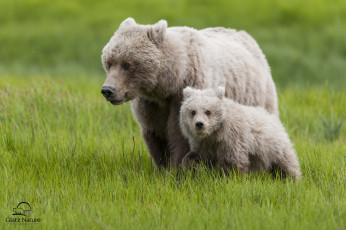 Картинка животные медведи мишка мама