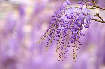 Картинка цветы глициния вистерия