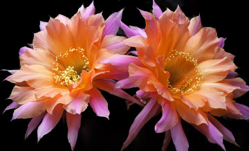 Картинка цветы кактусы макро