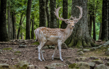 Картинка животные олени рога