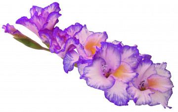 Картинка цветы гладиолусы гладиолус