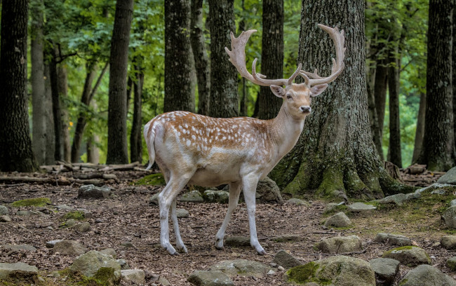 Обои картинки фото животные, олени, рога