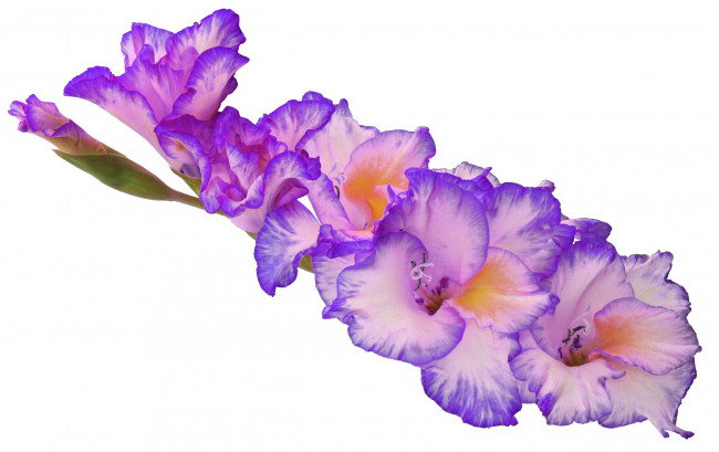 Обои картинки фото цветы, гладиолусы, гладиолус