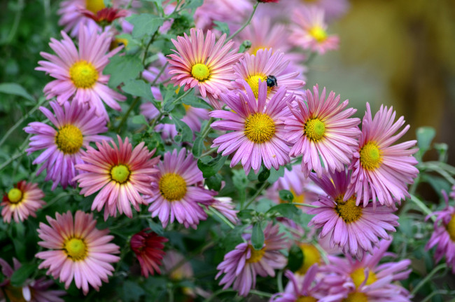 Обои картинки фото цветы, астры, осень