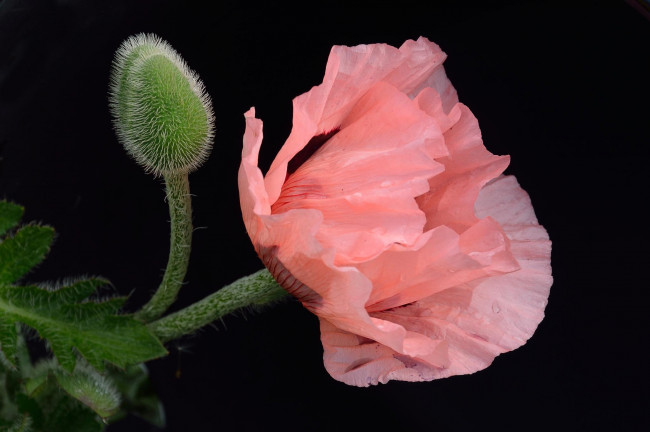 Обои картинки фото цветы, маки, розовый, бутон, макро