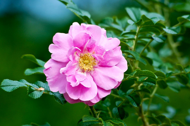 Обои картинки фото цветы, шиповник, розовый