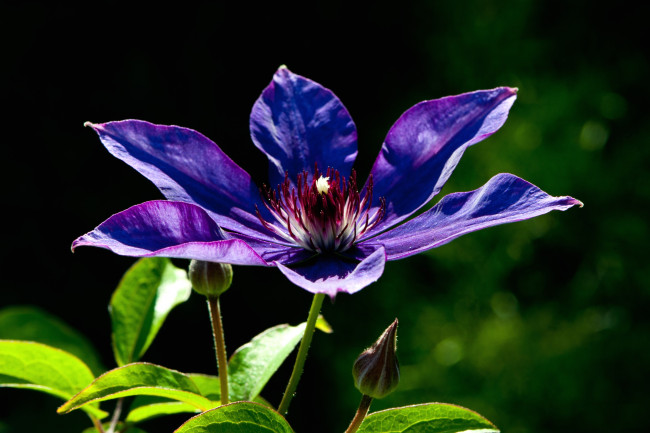 Обои картинки фото цветы, клематис, ломонос, лепестки