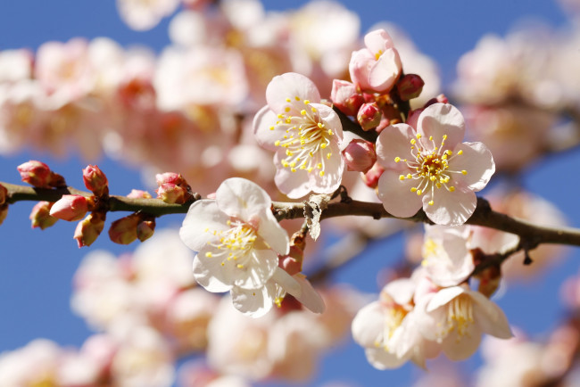 Обои картинки фото цветы, цветущие, деревья, кустарники, весна